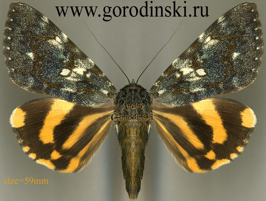 http://www.gorodinski.ru/catocala/Catocala kuangtungensis chohien.jpg